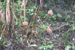 Alpinia fax